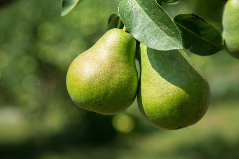 The Top 8 Fruits and Vegetables for Optimal Health